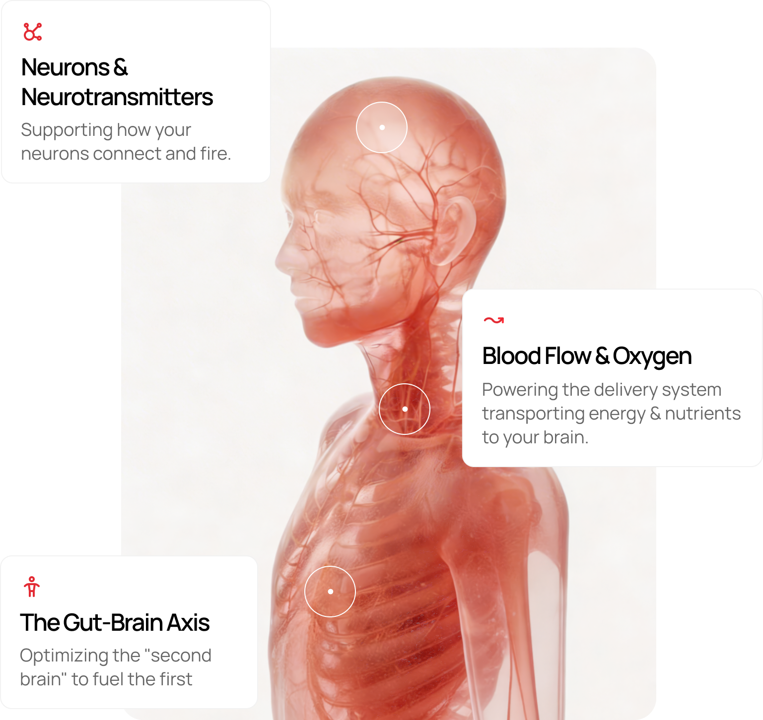 Axolt systemic brain nutrition approach